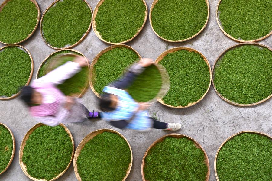 air drying tea leaves.jpg