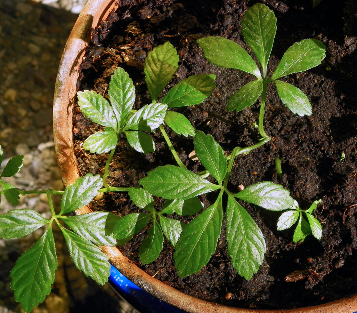 Gynostemma_pentaphyllum_vine