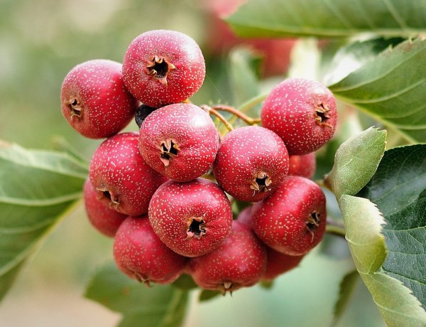 hawthorn berry jam diy