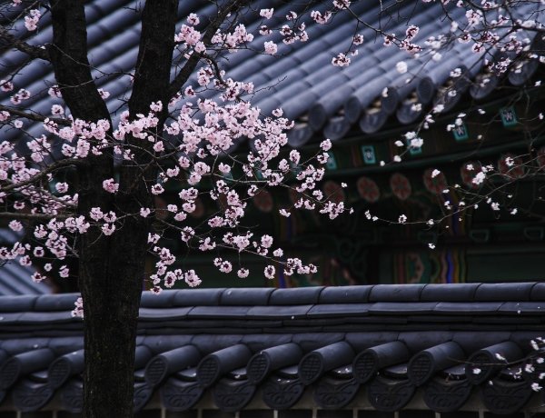 a cold night tea poem plum blossoms