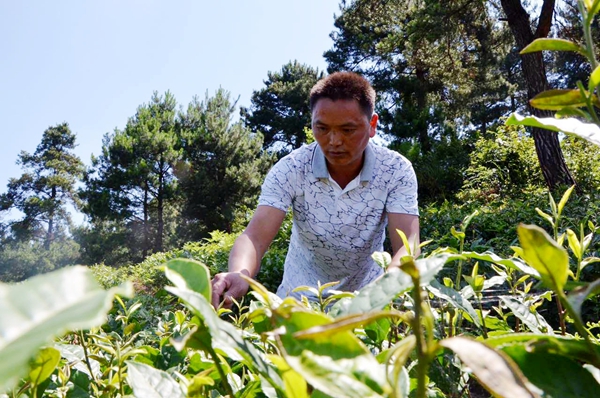 from the coal mine to tea industry