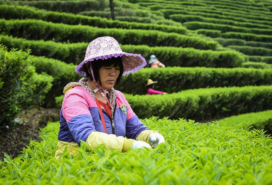 picking tea leaves.jpg