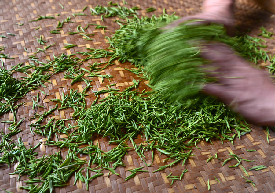 rolling green tea leaves.jpg
