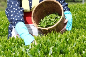 tea processing steps - picking