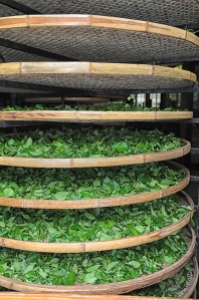 Fermentation of Tea