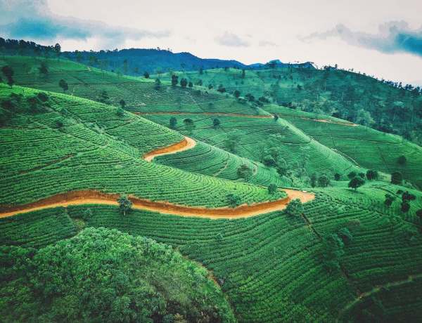 ceylon tea history sri lanka tea culture
