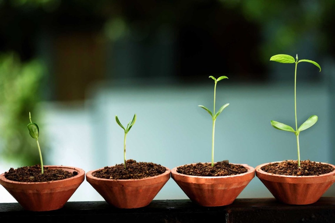 startup tea plant growing