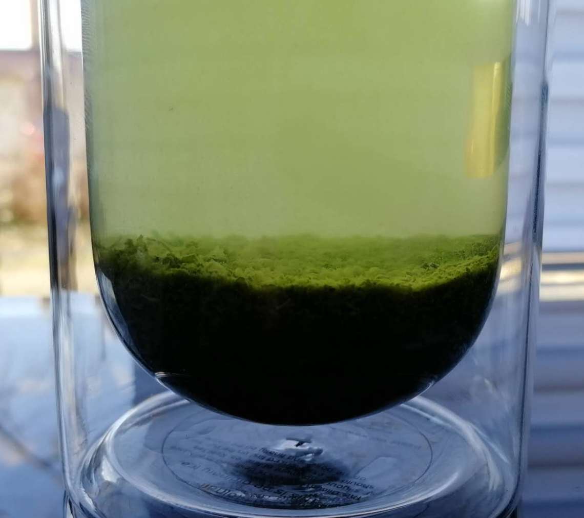 tea colour review