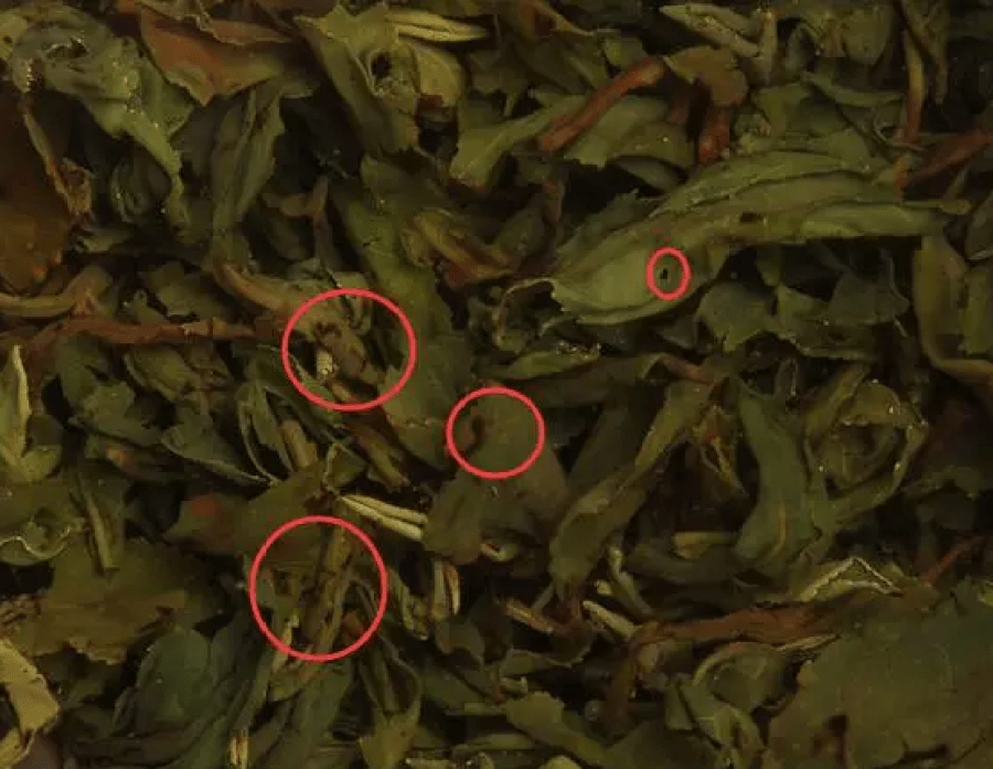 Black burnt spots on brewed tea leaves