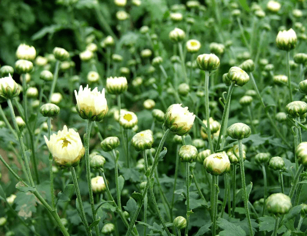 chrysanthemum tea skin benefits