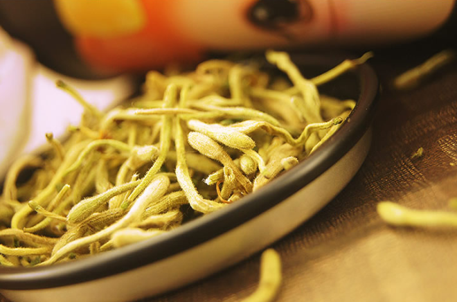 chinese honeysuckle
