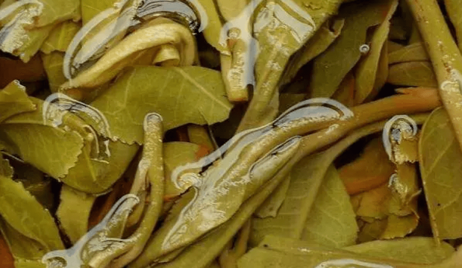 Tender and flexible brewed tea leaves
